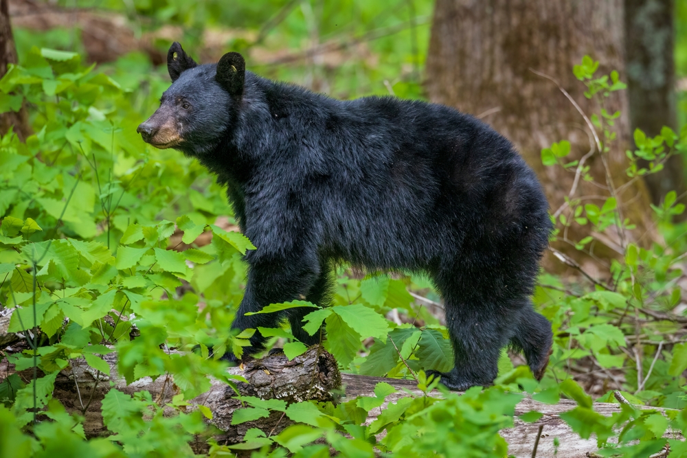 Black bear walking through a green forest.