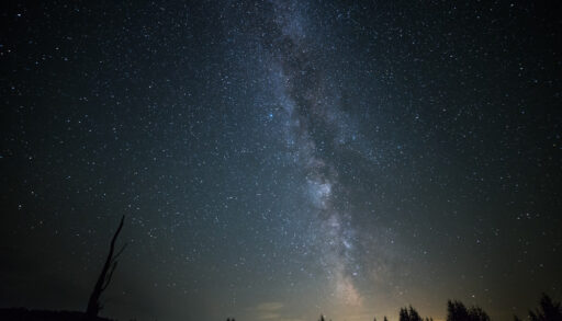 Night sky filled with stars surrounded by silhouettes of trees.