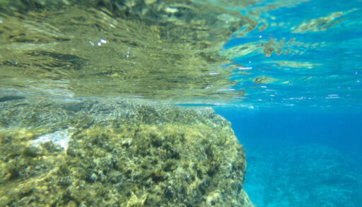 Underwater photo of a green-coloured ridge in the ocean.