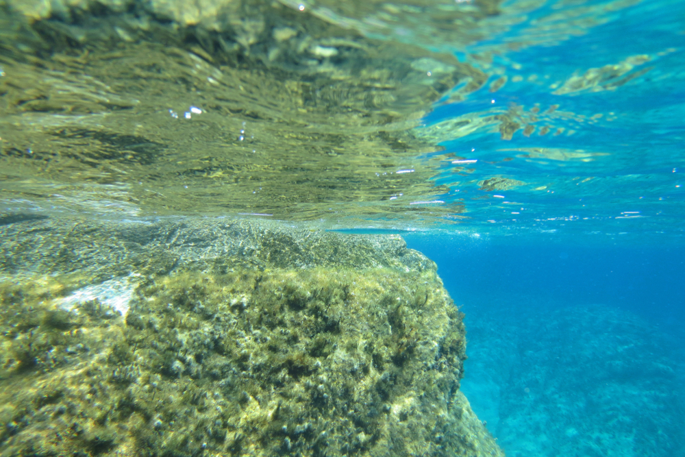 Underwater photo of a green-coloured ridge in the ocean.