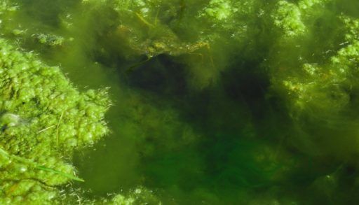algae
