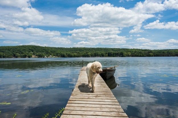 Dog on dock
