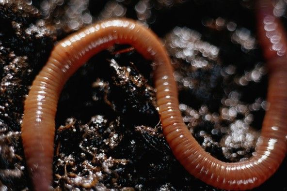 Earthworm