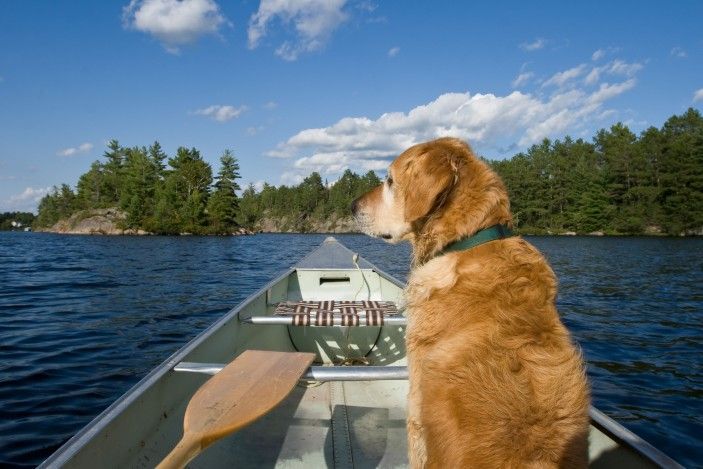 Dog in canoe