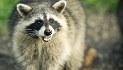 Raccoon