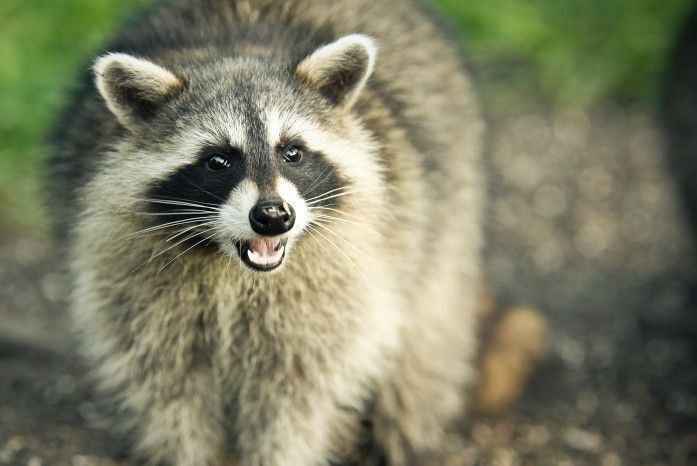 Raccoon