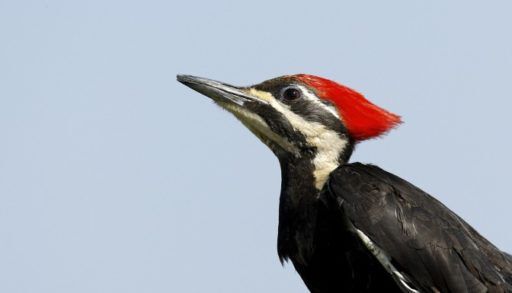 Pileated Woodpecker