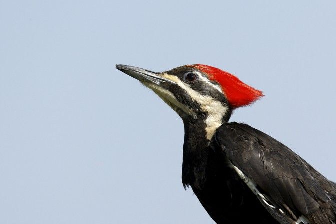 Pileated Woodpecker