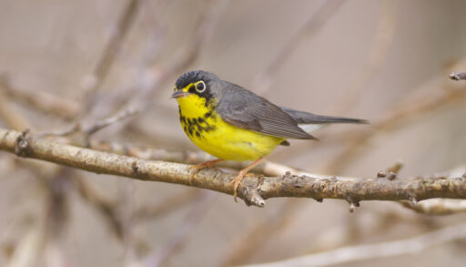 Yellow and grey Canada Warbler perched on a tree branch.