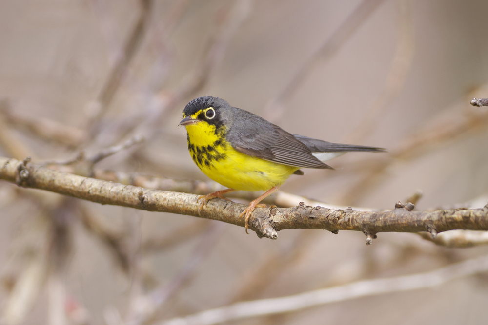 Yellow and grey Canada Warbler perched on a tree branch.