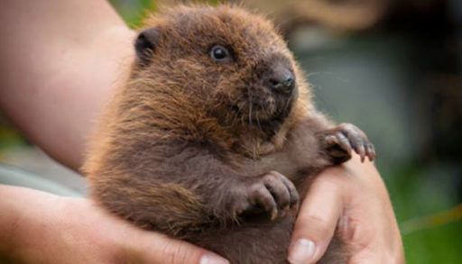 Baby beaver