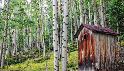 Wooden outhouse in the middle of a forest.