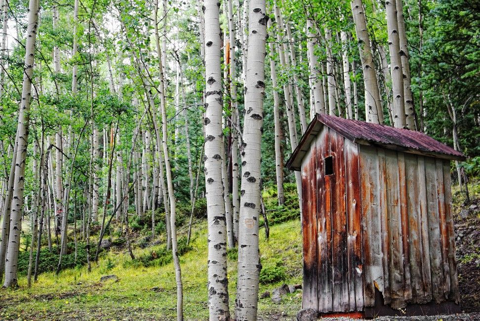 Wooden outhouse in the middle of a forest.