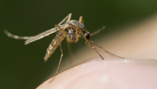 Close-up of a mosquito landing on a person's skin.