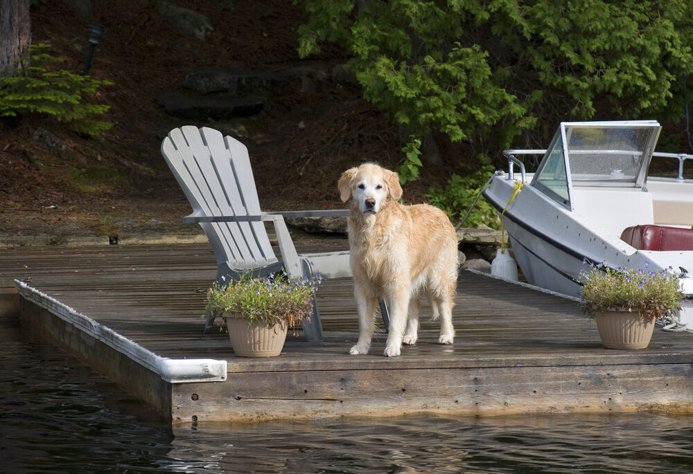 Golden retriever standing on a dock next to a lake.