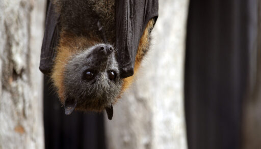 Bat hanging upside down in a forest.