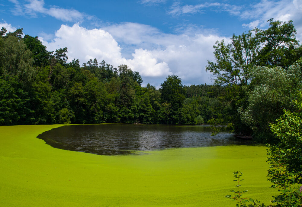 Green algae covers a lake surrounded by trees.