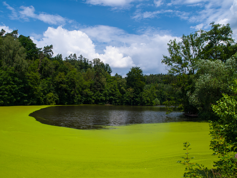 Green algae covers a lake surrounded by trees.