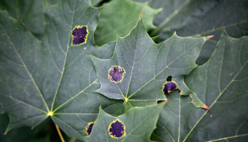Green maple leaves with black tar spots.
