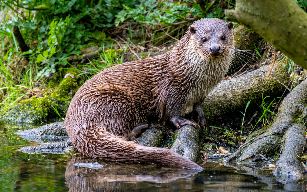 River otter standing on tree roots.