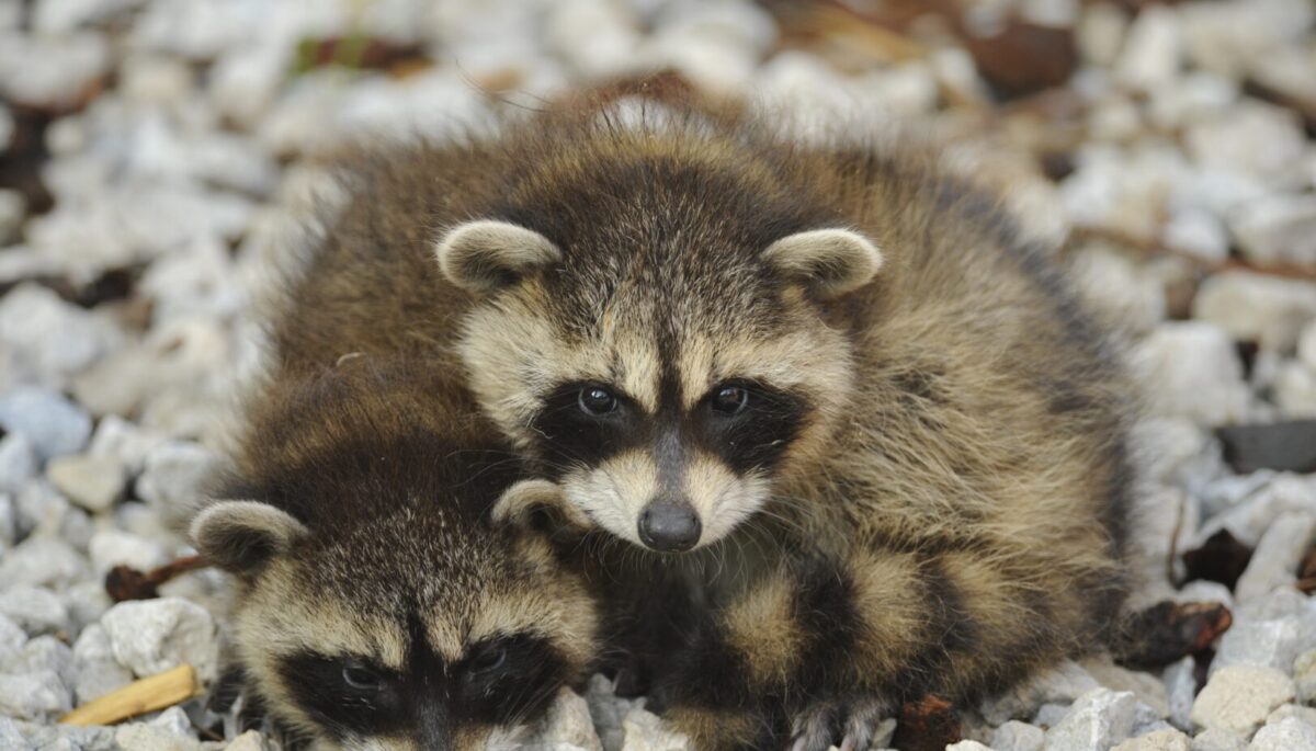 Two baby raccoons lying on top of each other on the ground