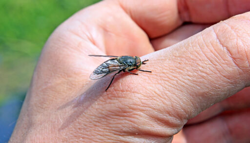 Horsefly on a person's hand.
