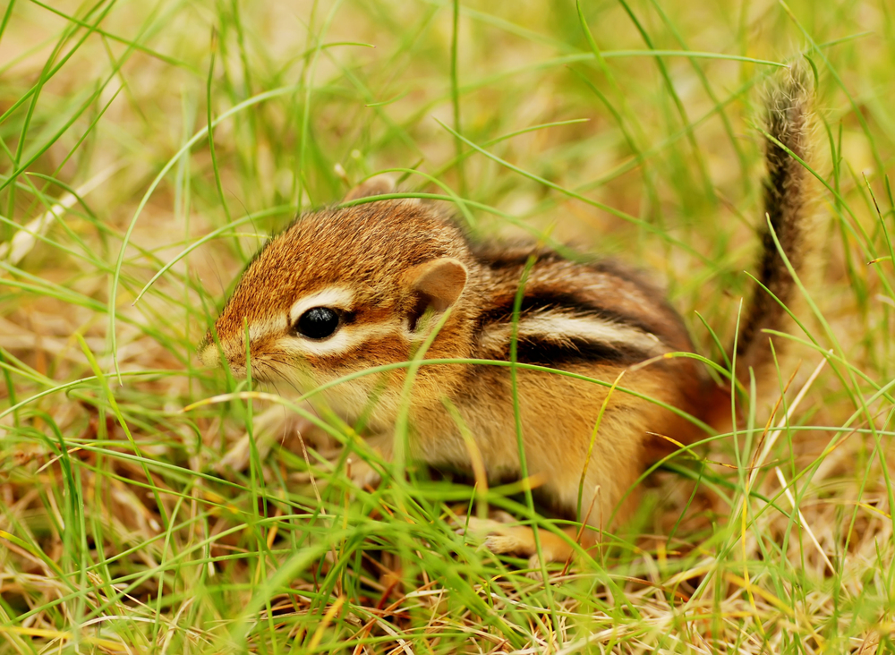 Close-up of a baby chipmunk in a field.