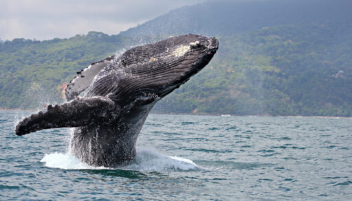 Humpback whale breaching the water.