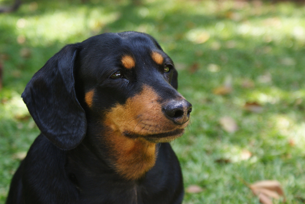 Close-up of a black and brown daschund.