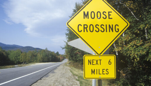 Yellow moose crossing sign next to a highway.