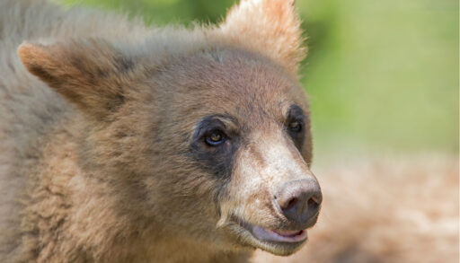 Close-up of a white-phase, cinnamon-coloured black bear.