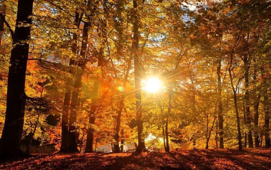 The sun shining through a forest with yellow leaves in autumn.