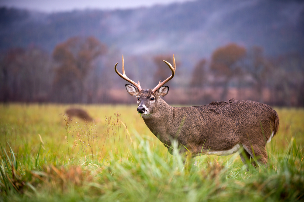 Male whitetail deer with antlers in a field.