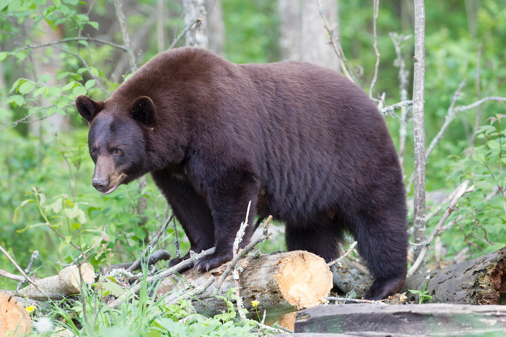 Brown bear standing on a long in a forest.
