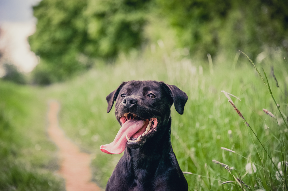 Close-up of a dark brown dog panting in a field.