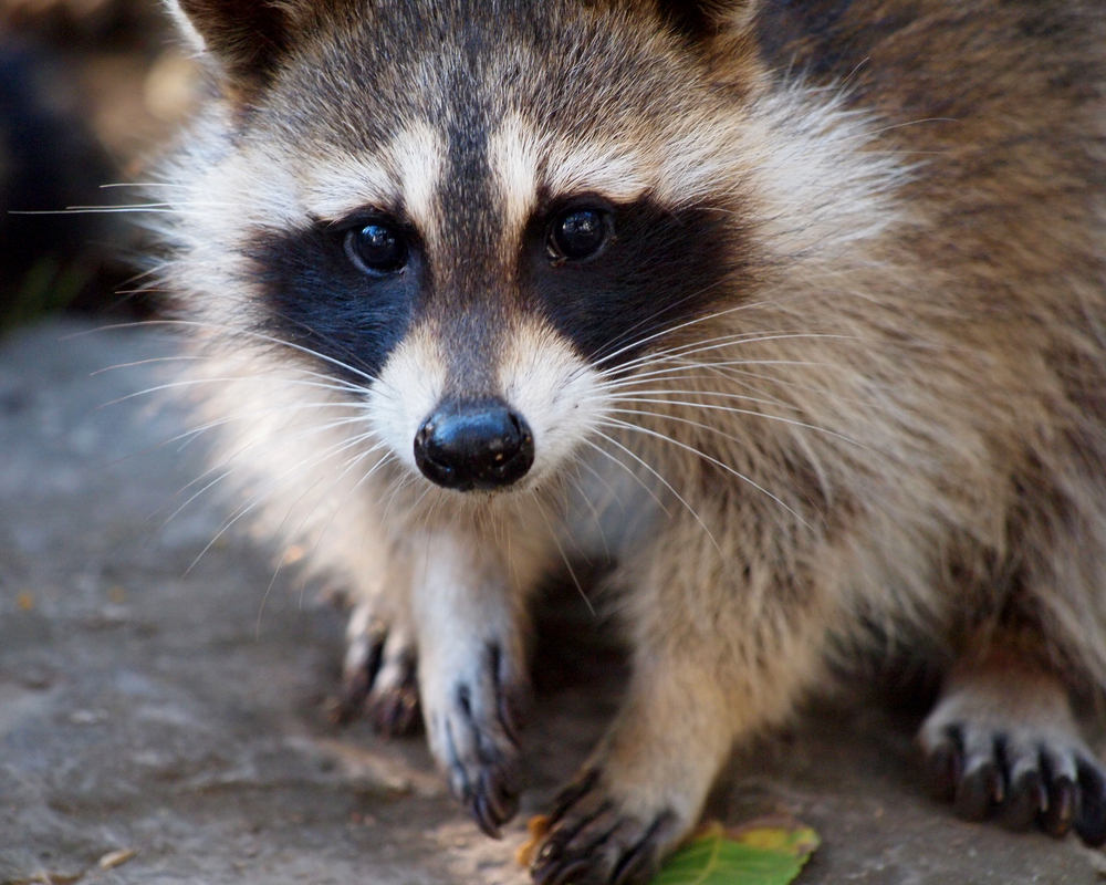 Close-up of a raccoon.