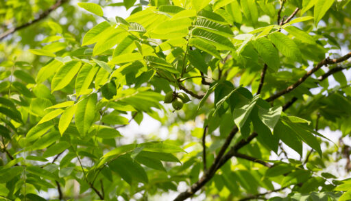 Close-up of the green leaves and nuts of a butternut tree.