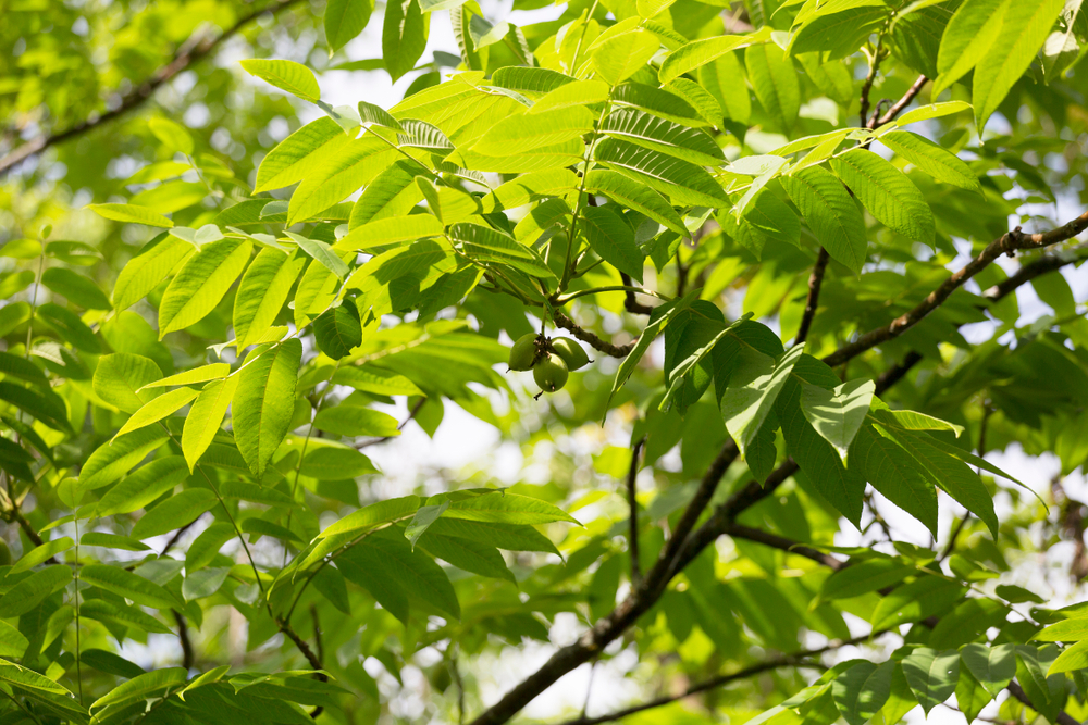 Close-up of the green leaves and nuts of a butternut tree.