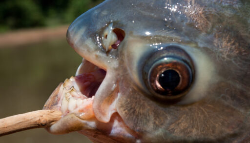 Close-up of the white teeth of the pacu fish.
