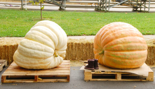Two giant, misshapen pumpkins on wooden palettes.