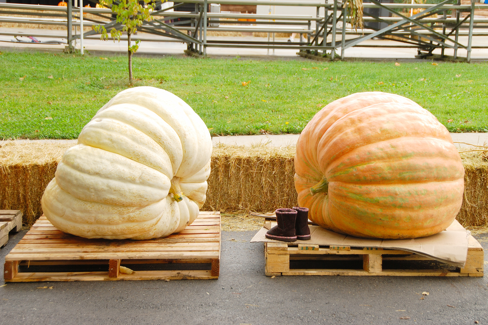 Two giant, misshapen pumpkins on wooden palettes.