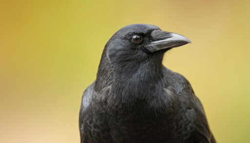 Close-up of a black crow with a blurred green background.