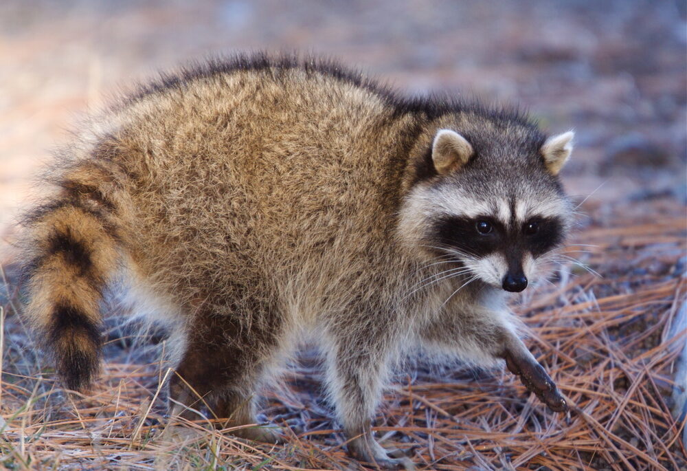 Close-up of a raccoon walking in a field.