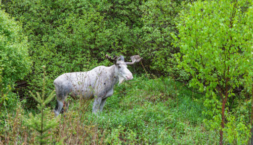 White moose in a green forest.
