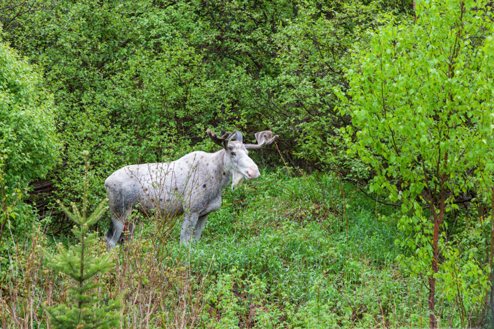 White moose in a green forest.