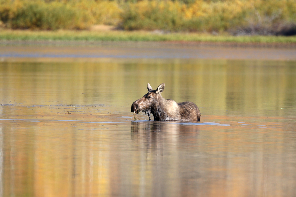 Brown moose without antlers standing in a lake.