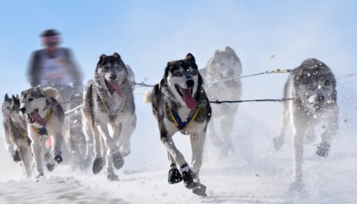 Husky dogs pull a person on a dog sled.