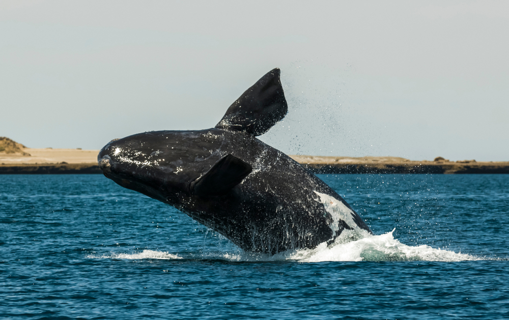 North Pacific Right or North Atlantic Right Whale breaching the water's surface.