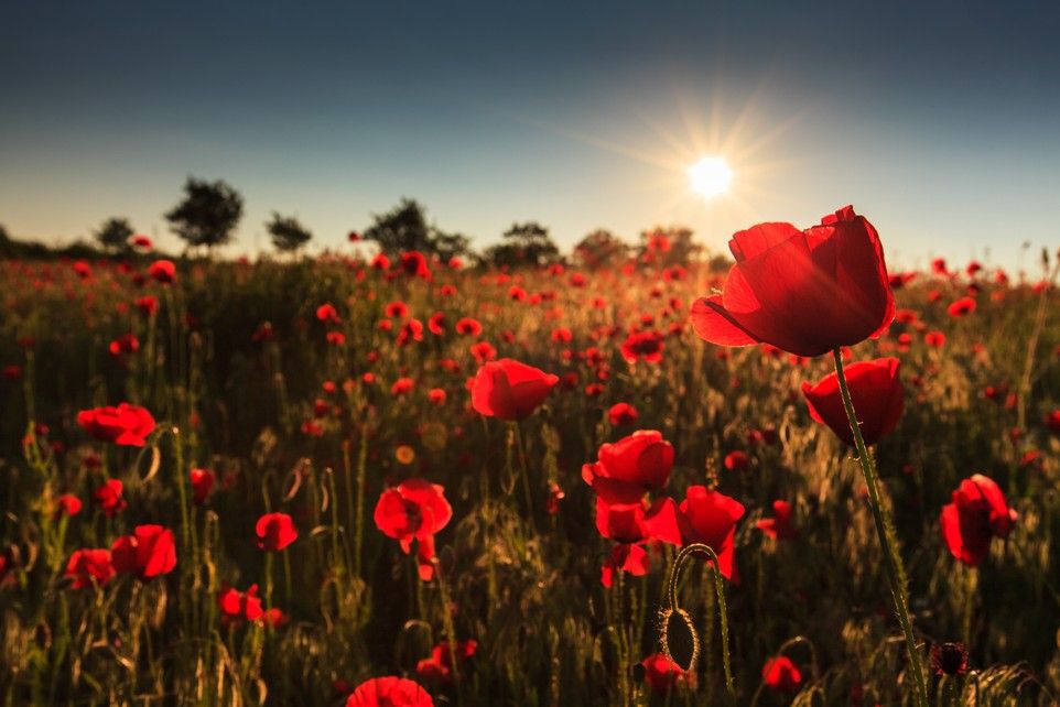 The sun shining through a field of red poppies.