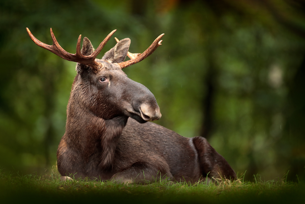 Brown moose standing in a green field.